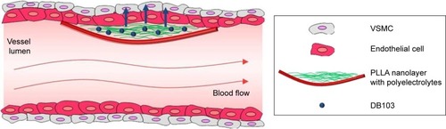 Figure 1 Illustration of the nanofilm interaction with the vessel wall.Note: The PLLA substrate can be also provided with BaTiO3 nanoparticles (not shown).Abbreviations: DB103, anti-restenotic drug used in this study; PLLA, poly(l-lactic acid); VSMC, vascular smooth muscle cell.