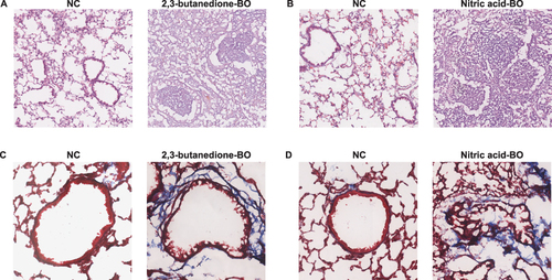 Figure 7 Pathological changes in the lungs from BO groups and control groups. (A and B) HE staining showed obvious obstruction in small airways, with significant infiltration of inflammatory cells in the surrounding and luminal areas of affected small airways (4X). (C and D) Mason’s trichrome staining showed more obvious fibrosis changes in the bronchi, with blue staining around the trachea indicating increased deposition of collagen protein and obvious narrowing and deformation of the tube wall (10X). Tissues for (A) and (C) obtained from 2,3-butanedione-induced BO mice and their control group. Tissues for (B) and (D) obtained from nitric acid-induced BO mice and their control group.