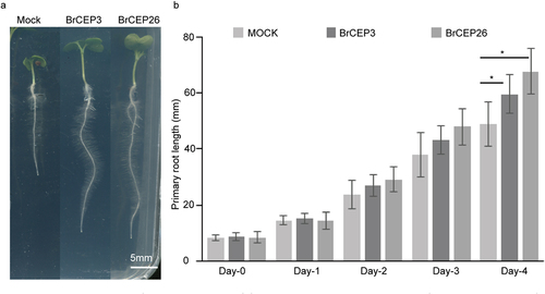 Figure 4. BrCEP3 and BrCEP26 peptide promote Brassica rapa primary root growth. (a) Representative images showing the Brassica rapa seedlings treated with BrCEP3, BrCEP26 peptide for 4 days. (b) Quantification of 1 μM of BrCEP3 and BrCEP26 peptide treated Brassica rapa seedlings primary root length. N = 10–15 seedlings, Error bars are SD, * P < .05 was determined by One-way ANOVA. Scare bar = 5 mm.