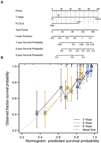 Figure 3 A prognostic, predictive model of FLT3LG in CESC. (A) Nomogram for predicting the probability of 1-, 3-, and 5-year OS for CESC. (B) Calibration plot of the nomogram for predicting the likelihood of OS at 1, 3, and 5 years.