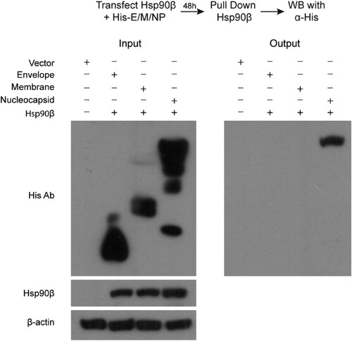 Figure 4. Co-IP assay identified MERS-CoV NP as an Hsp90β client protein. 293T cells were transfected with Hsp90β expression plasmid and His-tag plasmid expressing the indicated MERS-CoV structural proteins or blank vector. Cell lysates of the transfectants were applied to verify the expression of His-tagged viral proteins and Hsp90β. The cell lysates (input) were used for immunoprecipitation with an α-Hsp90β antibody; the co-precipitated partner (output) was detected by Western blot using an α-His antibody.