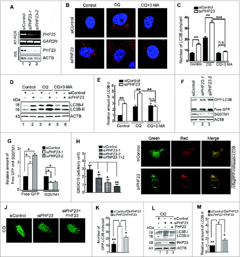 Figure 3 (see previous page). Knockdown of PHF23 increases autophagic flux. (A) U2OS cells were transfected with siControl, siPHF23-1 or siPHF23-2 for 48 h. PHF23 mRNA or protein expression was detected by RT-PCR and western blot, respectively. (B) Representative confocal microscopy images of endogenous LC3B distribution in U2OS cells transfected with siControl or siPHF23 for 48 h and treated with CQ (25 μM) for the last 4 h and/or 10 mM 3-MA for the last 6 h. (C) Quantification of endogenous LC3B dots in siControl or siPHF23 cells treated with reagents as indicated in (B). Data are means ± SD of at least 100 cells scored (**P < 0.01, ***P < 0.001). (D) Western blot analysis of endogenous LC3B-II levels in U2OS cells treated as in (B). (E) Quantification of amounts of LC3B-II relative to ACTB in cells treated as in (D). Average value in siControl-transfected cells without CQ treatment was normalized as 1. Data are means ± SD of results from 3 experiments (**P < 0.01). (F) HeLa cells stably expressing GFP-LC3B were cotransfected with siControl, siPHF23-1, or siPHF23-2 for 48 h. Levels of SQSTM1 and free GFP were analyzed by protein gel blot. (G) Quantification of amounts of SQSTM1 protein or free GFP relative to ACTB in cells treated as in (F). The average value in siControl-transfected cells was normalized as 1. Data are means ± SD of results from 3 experiments (*P < 0.05). (H) U2OS cells were cotransfected with polyQ80-luciferase (or polyQ19-luciferase) and the indicated siRNAs for 48 h. PolyQ80–luciferase/polyQ19-luciferase ratios were analyzed using the Dual Luciferase Reporter System (*P < 0.05, **P < 0.01). (I) Representative confocal microscopy images of mTagRFP-mWasabi-LC3B distribution in U2OS cells cotransfected with mTagRFP-mWasabi-LC3B and siControl or siPHF23 and cultured for 48 h. (J) Representative confocal microscopy images of GFP-LC3B distribution in U2OS cells cotransfected with different combinations for 48 h, and treated with CQ (25 μM) for the last 4 h. (K) Quantification of GFP-LC3B dots in U2OS cells treated as in (J). Data are means ± SD of at least 100 cells scored (*P < 0.05, **P < 0.01). (L) Western blot analysis of endogenous LC3B-II levels in U2OS cells treated as in (J). (M) Quantification of endogenous LC3B-II levels relative to ACTB in cells treated as in (L). The average value in siControl-transfected cells was normalized as 1. Data are means ± SD of results from 3 experiments (*P < 0.05, **P < 0.01).