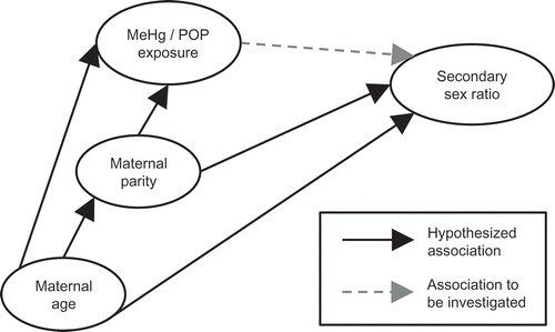 Figure 1. Hypothesised association between methylmercury (MeHg)/POP exposures and secondary sex ratio, including potential confounding paths depicted in a Directed Acyclic Graph (DAG).