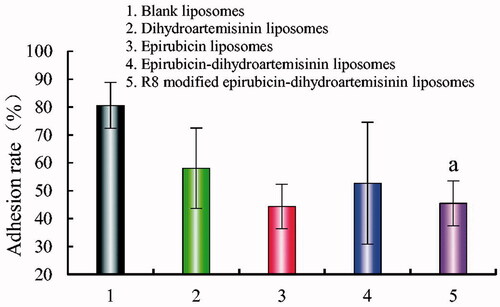 Figure 8. Adhesion rate of A549 cells on matrigel after incubation with the varying formulations. Adhesion rate of A549 cells on matrigel. p < .05; (1) blank liposomes; (2) epirubicin liposomes; (3) dihydroartemisinin liposomes; (4) epirubicin–dihydroartemisinin liposomes; (5) R8 modified epirubicin–dihydroartemisinin liposomes. a, vs. Blank liposomes.