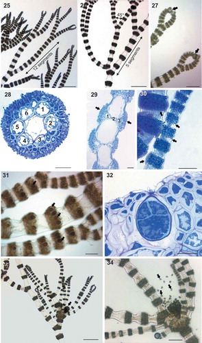 Figs 25–34. Ceramium sp.#2 (identified here as Ceramium rothianum sp. nov.). Figs 25–26. Axes branching pseudodichotomously at intervals of 5 to 12 segments with branch angles of 45°. Fig. 27. Incurved apices (arrows). Fig. 28. Transverse section of the node of male thallus with 6 periaxial cells, cortication and a continuous layer of spermatangia. Fig. 29. Longitudinal section of the male axes showing spermatangial sori (arrows). Fig. 30. Detail of young and mature spermatangial nodes (arrows). Fig. 31. Tetrasporangia (arrows) covered by cortical filaments. Fig. 32. Detail of cruciately divided tetrasporangium. Fig. 33. Gonimolobes (arrows) surrounded by long involucral branchlets. Fig. 34. Gonimolobe detaching carpospores (arrows). Scale bars: Figs 25, 26 and 33, 500 µm; Fig. 34, 250 µm; Figs 27 and 31, 125 µm; Fig. 30, 100 µm; Figs 28, 29 and 32, 30 µm.