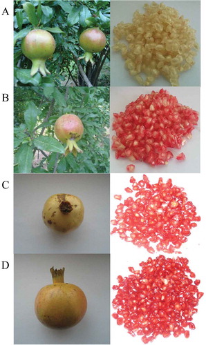 Figure 1. Fruit and arils of pomegranate (cv. “ASHRAF”) cultivar at different maturity stages. Immature stage: A: 88 DAFB; B: half-ripe stage: 109 DAFB; C: fairly half-ripe stage 124: DAFB; and D: full-ripe stage: 143 DAFB.