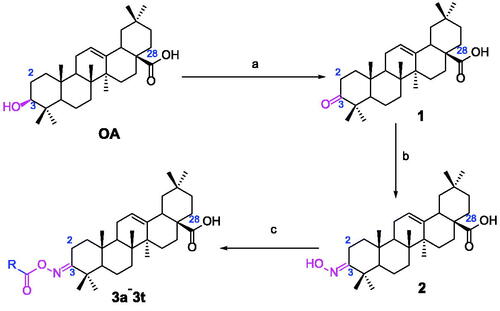 Scheme 1. Synthesis of oleanolic acid oxime ester derivatives (3a–3t). Reagents and conditions: (a) Jones reagent, acetone, 0 °C; (b) NH2OH·HCl (1.0 eq.), EtOH, NaOAc (2.0 eq.), rt, 1 h; (c) cinnamoyl chlorides and benzoyl chlorides (2.0 eq.), pyridine, DCM, 0 °C ∼ rt, overnight.