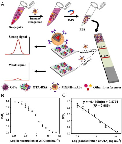 Figure 20. Schematic representation of the fabrication and working mode of the magneto-Au nanohybrid-enhanced LFIA biosensor for OTA detection in (a). Optical response at different OTA concentrations in (b) and the linear relationship between the optical signal (B/B0) and the logarithm of OTA concentration in (c). Reprinted with permission from Hao et al. (Citation2021). Copyright 2021 Elsevier.