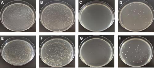 Figure 4 Amount of viable bacteria of culture medium. (A) E. coli; (B) E. coli treated with 0.1 mg/mL LLJ; (C) E. coli treated with 0.1 mg/mL AgNPs; (D) E. coli treated with 0.1 mg/mL tetracycline; (E) Salmonella; (F) Salmonella treated with 0.1 mg/mL LLJ; (G) Salmonella treated with 0.1 mg/mL AgNPs; (H) Salmonella treated with 0.1 mg/mL tetracycline.