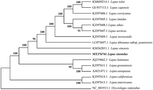 Figure 1. The Neighbor-joining tree based on 16 mitochondrial DNA sequences, an Oryctolagus cuniculus as outgroup.