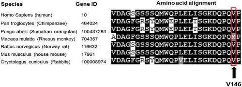 Figure 4. Alignment of NAT2 polypeptide sequences for different species. The alignment was carried out using Multialign software (Corpet, F. 1998). The NAT2 amino acid sequences of the different species were obtained from the PubMed amino acid sequence bank. Further information is provided in the Materials and methods section.