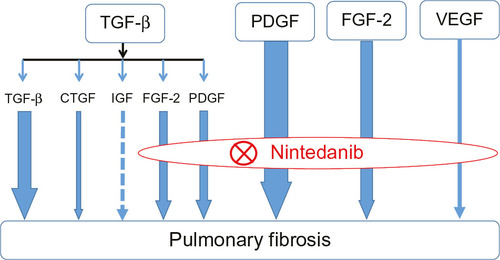 Figure 2 Mode of action of nintedanib in pulmonary fibrosis.