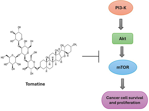 Figure 4 Tomatine alkaloid inhibiting P13K/AKT/mTOR signaling pathway of cancer cells.