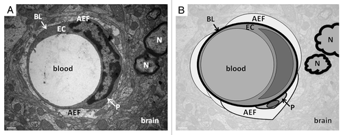 Figure 1. Transmission electron microscopy (A) and schematic view (B) of rat brain illustrating the neurovascular unit. This complex includes microvessel endothelial cells (EC), based on basal lamina (BL), astrocytes end-feet (AEF) and some neurons (N) in the vicinity. Scale bar: 0.5 μm.
