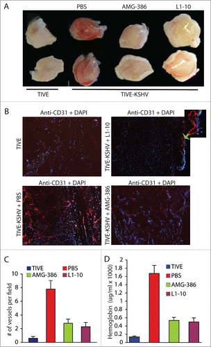 Figure 3. Ang-2 from TIVE-KSHV cells promotes angiogenesis in vivo in nude mice. A, images of Matrigel blocks containing equal numbers (1 × 106) of TIVE or TIVE-KSHV cells in the presence of PBS (placebo), AMG-386, and L1-10 at 1 µg/ml each, which were collected 2 weeks post inoculation into nude mice. B, IFA staining of frozen sections of Matrigel blocks shown in A with a rat monoclonal antibody to mouse endothelial cell marker CD31 and an Alexa Fluor®-647 conjugated goat anti-rat IgG secondary antibody. DAPI was used for nuclear staining of all cells. Images were taken under 10× magnification with the EVOS™ FL cell imaging system (Thermo-Fisher Scientific). Examples of enlarged blood vessels are indicated with an arrow. C, average numbers of vessels per field (10× magnification) from 16 fields per Matrigel block and 2 blocks per group. Unpaired student t test was conducted to assess the statistical significance of differences between the different Matrigel blocks, with all P values smaller than 0.05. D, average concentrations of hemoglobin from 2 Matrigel blocks per group and 3 readings per block.