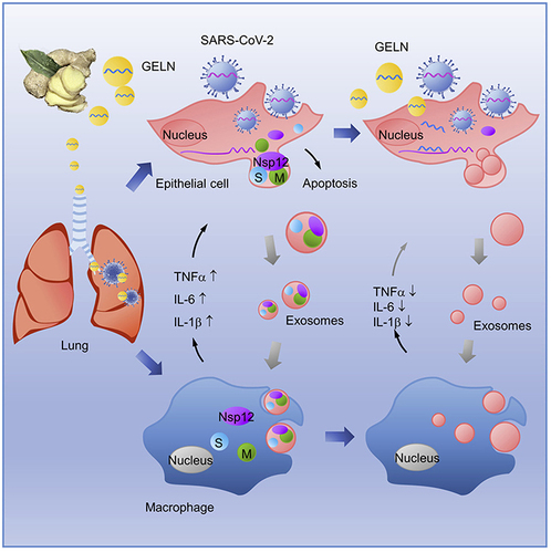 Figure 4 Schematic illustration of ginger-derived ELNs in alleviation of lung inflammation. Reproduced from Mol Ther, Volume 29(8), Teng Y, Xu F, Zhang X, et al. Plant-derived exosomal microRNAs inhibit lung inflammation induced by exosomes SARS-CoV-2 Nsp12. 2424–2440.Citation49 Copyright 2021, with permission from Elsevier. Creative Commons.