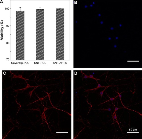 Figure 6 Viability and confocal microscopic images of E18 primary hippocampal neurons grown on three different substrates: coverslip-PDL, SNF-PDL, and SNF-APTS.Notes: Cell viabilities (A) were assessed using LIVE/DEAD® stain with dead cells labeled by Ethidium Homodimer-1 and live cells by calcein AM after 5 DIV. After 8 DIV, cells were fixed and counter stained for nucleus (DAPI, blue) (B) and immunocytochemistry against neuronal marker (MAP2, red) (C). Merged images of the two stains are shown in panel (D). (Scale bars represent 50 μm).Abbreviations: SNF, silica nanofiber; E18, embryonic day 18; coverslip-PDL, poly-d-lysine-treated coverslip; SNF-PDL, poly-d-lysine-treated silica nanofiber; SNF-APTS, (3-aminopropyl) trimethoxysilane-modified silica nanofiber; calcein AM, calcein acetoxymethyl ester; DIV, days in vitro; DAPI, 4′,6-diamidino-2-phenylindole; MAP2, microtubule-associated protein 2.