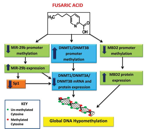 Figure 7. Proposed mechanism of FA-induced global DNA hypomethylation in HepG2 cells. FA induces global DNA hypomethylation by decreasing the mRNA and protein expression of DNMT1, DNMT3A, and DNMT3B. The decrease in DNMTs is caused by promoter hypermethylation of DNMT1 and DNMT3B, and promoter hypomethylation and upregulation of miR-29b. MiR-29b negatively regulates the mRNA expression of DNMT1, DNMT3A, and DNMT3B. In addition, FA may also induce global DNA hypomethylation by causing promoter hypomethylation and upregulation of MBD2.