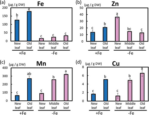 Figure 4. Metal concentrations in different leaves of Fe-deficient and Fe-sufficient poplar plants grown in hydroponic culture 54 days after treatment (first cultivation). (a) Fe concentration, (b) Zn concentration, (c) Mn concentration, and (d) Cu concentration. Biological replication (n = 3). Error bar shows the standard error (SE). Values followed by different letters differed significantly according to Student’s t-test (P < 0.05).