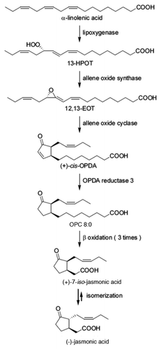 Figure 1. Biosynthetic pathway of jasmonic acid (octadecanoid pathway).