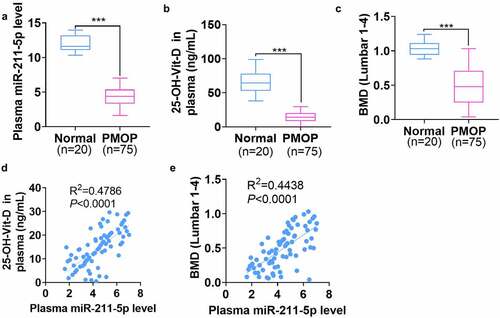 Figure 1. miR-211-5p was knocked down in the plasma of PMOP patients and positively correlated with plasma Vit-D and BMD levels.