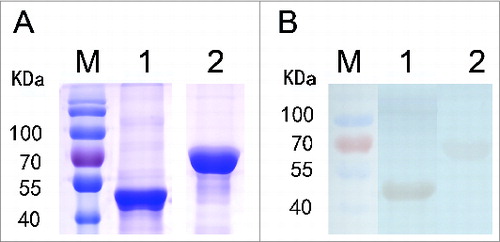 Figure 1. Immunoblotting analysis of rYbgF and rTolC. Recombinant YbgF and TolC purified from E. coli cell lysates were separated by 12% SDS-PAGE and stained with G-250 Coomassie brilliant blue (A). Immunoblotting analysis of rYbgF and rTolC. Lane M, protein molecular mass markers; lane 1, rYbgF; lane 2, rTolC (B).