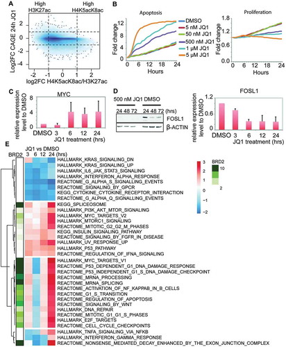 Figure 5. Effects of BET inhibition by JQ1 in the transcriptional regulation in H23 cells. (A) Density plot of H4K5acK8ac/H3K27ac ratio (x-axis) versus the transcriptional response (log2 fold change) to JQ1 treatment (24 hours) measured by CAGE (y-axis). The values were calculated within 1 kb window of 30,243 active centers. Noteworthy, a fraction of H4K5acK8ac-enriched sites is downregulated after JQ1 treatment, but virtually no H4K5acK8ac-enriched sites are upregulated. (B) Effects of different concentrations of JQ1 (5 nM, 50 nM, 500 nM, 1 μM, and 5 μM) on the cell apoptosis (left) and proliferation (right) during 24 hours (x-axis). The y-axis reflects the fold change of the number of the apoptotic (left) or proliferating (right) cells at the indicated hours (1–24 hours) compared to 0 hour. (C) MYC expression upon JQ1 treatment at different time points. The gene expression level was determined by quantitative PCR from the JQ1- and DMSO-treated cells and normalized against GAPDH. (D) FOSL1 expression upon JQ1 treatment at 24–72 hours. Left: FOSL1 expression upon 500 nM JQ1 (left) and DMSO (right) treatment, as examined by Western blot. Right: FOSL1 gene expression level upon JQ1 treatment at 3, 6, 12, and 24 hours, as validated by qPCR. The expression level was normalized against DMSO and GAPDH. (E) Heatmap of the pathways after JQ1 treatment and association of BRD2 with the upregulated pathways. The clustering was performed based on the normalized enrichment score (NES) of the enriched pathways (P value ≤0.01, FDR <0.25) and visualized as a color-coded matrix. Color density indicates the enrichment; the left panel shows association of BRD2 binding sites with each pathway.