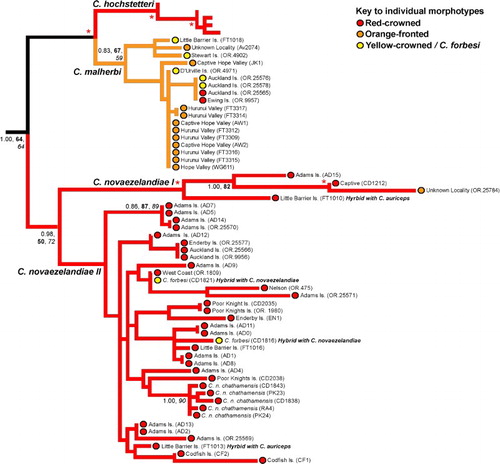 Figure 3 Sub-phylogeny of red-crowned (Cyanoramphus novaezelandiae) and orange-fronted (Cyanoramphus malherbi) parakeets based on 1605 bp mitochondrial DNA CR alignment, showing the phylogenetic position of red-crowned and orange-fronted parakeet lineages from the Auckland Islands (from Adams, Enderby, Ewing and Auckland Islands), and orange-fronted parakeets from mainland New Zealand. For clarity, for internal nodes only Bayesian posterior probability (PP, > 0.95) and bootstrap support (bold = maximum likelihood; italics = maximum parsimony, > 80%) values for major clades are shown where the node has strong support from at least two different methods. The asterisks indicate strong support from all of these measures, i.e. Bayesian posterior probability of 0.95 and above, and bootstrap values of 80% and above. Lineage colours represent the dominant crown colouration of each species, while coloured circles represent the morphotype of individual specimens. (For a colour version of this figure, the reader is referred to the online version of this article.)