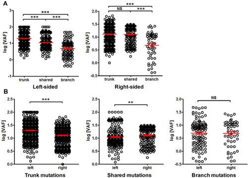 Figure 6 Comparison of mutation VAF between left-sided and right-sided cancer. Panel (A) comparison of trunk, shared and branch mutation VAF within left-sided or right-sided cancer. Panel (B) comparison of VAF between left- and right-sided cancer for trunk, shared and branch mutations, as indicated. **P<0.01; ***P<0.001.