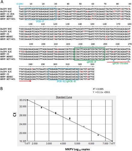 Figure 3. Development of PCR assays for detection of MKPV/MuPCV. A, NS1 regions of 331 nt among known MKPV/MuCPV strains were aligned with the DNASTAR Lasergene 13 package. The nucleotide sequences of conserved PCR primers and qPCR primers/probe were identified. Letters in red represent degenerate nucleotides distinct from the conserved ones. Number in parenthesis corresponds to the genomic position of MKPV CI. B, Validation of the MKPV qPCR assay. Values of the linear regression R2 and interception demonstrates optimal amplification efficiency for the assay; its detection limit is ≤ 10 copies.