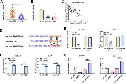 Figure 3 MiR-1258 could be targeted by circ_0046599 in HCC. QRT-PCR results revealed that miR-1258 was downregulated in HCC tissues (A) and cells (B) compared with matched controls. (C) Pearson correlation coefficient analysis was employed to analyze the correlation between circ_0046599 and miR-1258. (D) The binding and mutant sequences between circ_0046599 and miR-1258 were presented. The interaction between circ_0046599 and miR-1258 was verified by dual-luciferase reporter assay (E) and RIP assay (F). (G) QRT-PCR was used to detect miR-1258 expression in HCCLM3 and Huh cells to evaluate the effect of circ_0046599 on miR-1258 expression. **P < 0.01, ***P < 0.001.