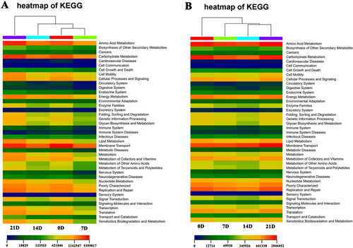 Figure 5. KEGG pathway analysis. (A) Enrichment analysis of KEGG pathway in different stages of Macrobrachium rosenbergii larvae. (B) Enrichment analysis of KEGG pathway in different stages of environmental water.