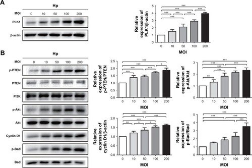 Figure 5 Helicobacter pylori infection induces PLK1-mediated activation of the PI3K/Akt pathway in a dose-dependent manner. Cultures of MKN-28 cells were incubated with various doses of H. pylori (at 2 h) in the H. pylori group or with medium in control group. Immunoblotting was used to quantify the expression levels of PLK1 (A) and Akt pathway-related proteins (B). The data are representative of three independent experiments. The samples were derived from the same experiment, and the blots were processed in parallel. *p<0.05; **p<0.01; ***p<0.001.
