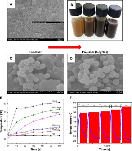 Figure 4 Characterization of PD NPs and photothermal stability testing.Notes: (A) SEM image of PD NPs (inset – the magnified image of A). (B) A vial containing an aqueous suspension of various concentrations of PD (50, 100, 500, and 1,000 µg/mL). (C and D) Stability of PD NPs before and after five cycles of laser irradiation (2 W/cm2; 808 nm at 60 seconds per cycle). (E) Effect of concentration on the photothermal output of PD NPs at 60 seconds irradiation (808 nm; 2 W/cm2). (F) High precision thermal cycle by nonstop laser on–off switching on PDO composite fiber. The blue and red zones as indicated represent “on” and “off” modes, respectively. The sample was irradiated with 808 nm laser at the power of 2 W/cm2 for 60 seconds (“on”) followed by natural cooling for 300 seconds (“off”).Abbreviations: PD NPs, polydopamine nanospheres; PDO, polydioxanone; SEM, scanning electron microscopy.