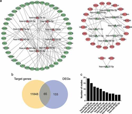 Figure 3. miRNA-mRNA regulatory network. (a) Red triangles represent upregulated miRNAs, green triangles represent downregulated miRNAs, red ovals represent upregulated mRNAs, green ovals represent downregulated mRNAs and lines represent the interactions between DEMs and DEGs. (b) Venn diagram showing overlapping genes between target genes and DEGs. (c) Top 10 hub miRNAs with the highest degree of connectivity