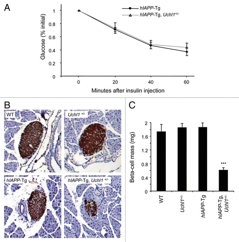 Figure 4. Deficiency in UCHL1 decreases β-cell mass but does not alter insulin sensitivity in hIAPP-Tg mice. (A) Insulin tolerance tests were performed on 7-wk-old mice of the indicated genotypes: hIAPP-Tg (n = 10) and hIAPP-Tg, Uchl1+/− mice (n = 14). Results represent the blood glucose concentration as a percentage of the starting glucose value and are expressed as mean ± SEM (B) Representative pancreatic islets immunostained for insulin (brown) and counterstained with hematoxylin (blue) from WT; Uchl1+/−; hIAPP-Tg; and hIAPP-Tg, Uchl1+/− mice. (C) β-cell mass was evaluated in the 4 groups of 7–8-wk-old mice: WT (n = 4), Uchl1+/− (n = 4), hIAPP-Tg (n = 3) and hIAPP-Tg, Uchl1+/− mice (n = 4). Data are expressed as mean ± SEM; ***P < 0.001, significant differences vs. hIAPP-Tg mice.