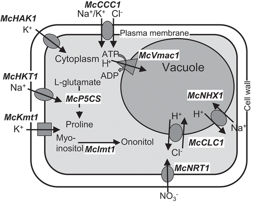 Figure 7. A proposed model including ion homeostasis-related genes, which are as factors involved in uptake of Na+, Cl−, K+, NO3−, synthesis of proline and ononitol, water incorporation, and cell wall elasticity in the ice plant.