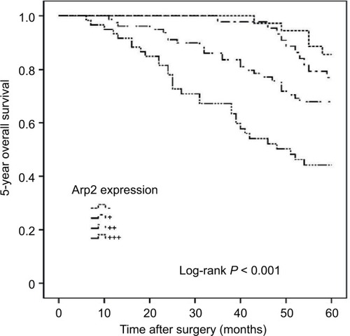 Figure 4 Kaplan–Meier curves of the 5-year OS of BUC patients stratified by Arp2 expression.Note: Increased Arp2 expression was associated with a shortened 5-year OS (log-rank test, P < 0.001).Abbreviations: Arp2, actin-related protein 2/3 complex subunit 2; BUC, bladder urothelial carcinoma; OS, overall survival.