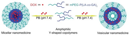 Figure 2 Schematic illustration of preparation of micellar/vesicular nanomedicines based on DOX and amphiphilic Y-shaped copolymers.Abbreviations: DOX, doxorubicin; mPEG, monomethoxy poly(ethylene glycol); P(LA-co-GA), poly(L-lactide-co-glycolide); PB, phosphate buffer.