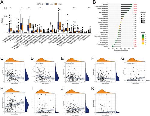 Figure 4 Link between GRHL1 and immune cell infiltration. (A) Box plots showing the differences between 22 immune cell types and GRHL1 expression analysis in EC. (B) Correlation between GRHL1 expression and 22 immune cell types in EC. (C–F) GRHL1 expression was negatively linked to CD8+ T cells (C), T cells regulatory (Tregs) (D), NK cells activated (E), Mast cells resting (F). (G–K) GRHL1 expression was positively correlated with Neutrophils (G), T cells CD4 memory resting (H), Dendritic cells activated (I), B cells naïve (J), and Mast cells activated (K). (*p < 0.05; **p <0.01; ***p < 0.001).