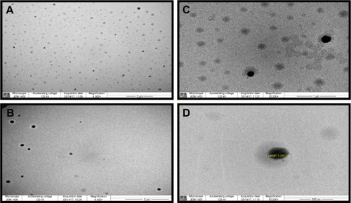 Figure 1 TEM micrograph of PEG-PLA ANS-NPs.Notes: Images show polydispersed monosize ANS-NP. (A) 4,000×, (B) 6,000×, (C) 30,000×, (D) close image at 50,000× of single ANS-NP showing the diameter.Abbreviations: TEM, transmission electron microscopy; ANS, anastrozole; NPs, nanoparticles.