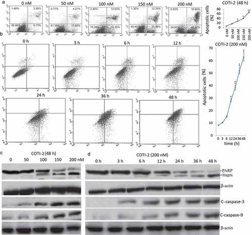 Figure 1. Treatment with COTI-2 results in caspase activation and apoptosis in dose- and in time-dependent manners in Jurkat cells. (a), Jurkat cells were treated with 0, 50, 100, 150, and 200 nM COTI-2 for 48 h. (b) The cells were treated with 200 nM BITC for 0–48 h. In (a) and (b), cells were stained with Annexin V/PI, and the percentage of apoptotic cells was determined using ﬂow cytometry. (c,d), After treatment with COTI-2, total cellular extracts, nuclear extracts, and cytosolic fractions were prepared and subjected to western blot analysis using antibodies against PARP, cleaved-caspase (C-Caspase)-9, cleaved-caspase-3. Each lane was loaded with 30 mg of protein. Two additional studies yielded equivalent results