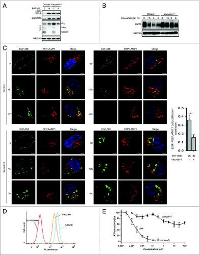 Figure 3. Vacuolin-1 inhibited general endosomal-lysosomal degradation in HeLa cells. (A) The processing of CTSL from the precursor form to its mature form in HeLa cells treated with or without vacuolin-1 (1 μM) or BAF (100 nM). (B) Vacuolin-1 (1 μM) inhibited EGF-induced EGFR degradation in HeLa cells. (C) Vacuolin-1 (1 μM) inhibited the fusion of EGFR endosomes with lysosomes in HeLa cells. Scale bar: 20 μM. The EGF-488/LAMP1 colocalization coefficiency is expressed as mean ± S.E., n = ∼40 cells of 2 independent experiments. (D) Vacuolin-1 (1 μM) inhibited the degradation of DQ-BSA-Green in HeLa cells. (E) Vacuolin-1 nonspecifically inhibited V-ATPase as assessed by the in vitro V-ATPase assay, whereas BAF markedly inhibited it. The activity of V-ATPase (1.05 ± 0.09 μmol/min/mg) at 0 μM of inhibitors is set to 100%. The data are expressed as mean ± S.D., n = 3. The * symbols indicate the results of the Student t test analysis, P < 0.05.