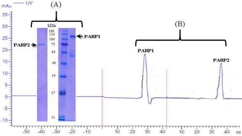 Figure 13. Electrophoresis (A) and chromatography (B) analysis of PARP1 and PARP2. Note: For electrophoresis analysis, 5 μg protein was loaded to gel.
