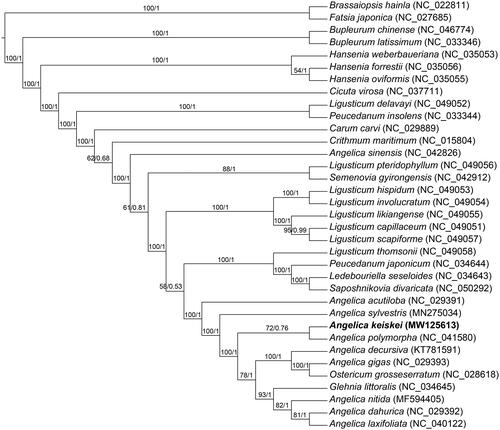 Figure 1. Phylogenetic tree reconstructed by maximum-likelihood (ML) and Bayesian inference (BI) analysis basedon the whole chloroplast protein-coding genes of these 35 species. 