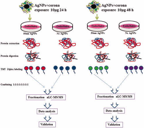 Figure 5. Proteomics work flow. BBB cells (endothelial cells and astrocytes) were treated with 50 nm AgNPs (10 μg/ml). Untreated cells were used as controls. Proteins were digested with trypsin and labeled with TMT 10-plex. The samples were combined in equal amounts and subjected to high pH fractionation. Each of the 8 fractions collected was subjected to nLC-MS/MS analysis.