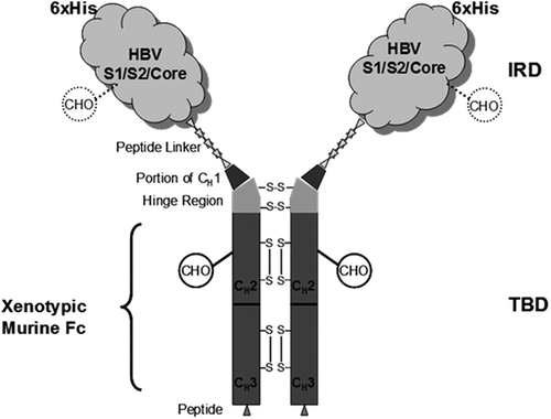 Figure 1. Schematic representation of C-HBV.