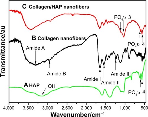 Figure 6 FTIR spectra.Notes: (A) HAP, (B) collagen fibers, (C) collagen/HAP composite fibers.Abbreviations: HAP, hydroxyapatite; FTIR, Fourier-transform infrared spectroscopy; au, arbitrary units.