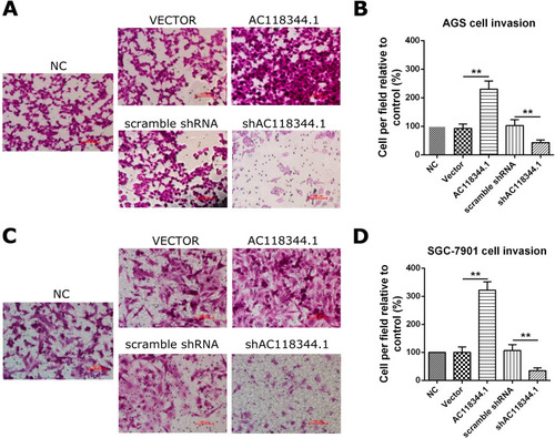 Figure 3 AC118344.1 improved gastric cancer cells invasion. (A and B) AGS cells invasion assay; (C and D) SGC-7901 cells invasion assay. NC: Untransfected cells (wild-type cells); Vector: Transducted with pcDNA3.1+ empty vector; AC118344.1: Overexpression AC118344.1; scramble shRNA: Transfected with scramble shRNA; shAC118344.1: Transfected with AKT2 shRNA. **Indicates p < 0.01.