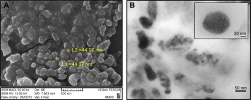 Figure 1 (A) SEM image and (B) HRTEM image of BCc1.